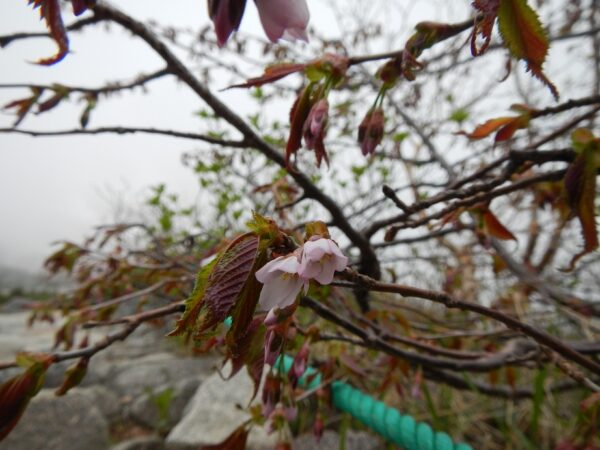 桜が咲きました★